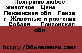 Похараню любое животное › Цена ­ 800 - Пензенская обл., Пенза г. Животные и растения » Собаки   . Пензенская обл.